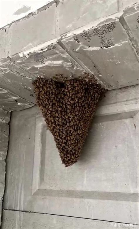 蜜蜂在家筑巢 风水